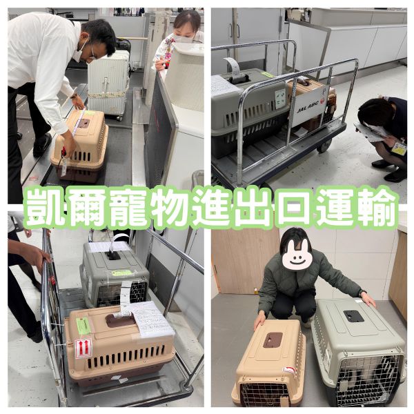 2025/02/26『日本飛台灣』豹貓與狐狸犬從日本飛台灣~~~~~